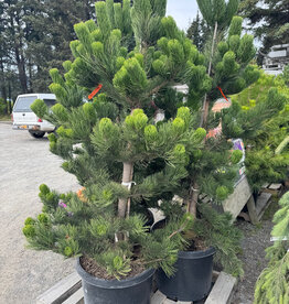 Sester Farms Pinus nigra 'Oregon Green' Austrian Pine B&B 3'-4' in #20.SF