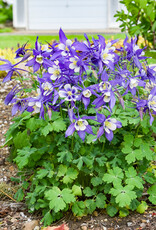 Gulley Greenhouse Aquilegia c. KIRIGAMI™ Deep Blue & White 5.5 Columbine GG