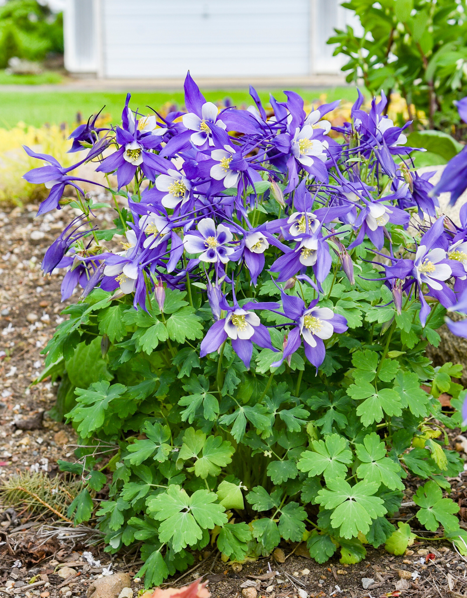 Gulley Greenhouse Aquilegia c. KIRIGAMI™ Deep Blue & White 5.5 Columbine GG
