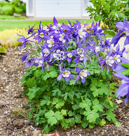 Gulley Greenhouse Aquilegia c. KIRIGAMI™ Deep Blue & White 5.5 Columbine GG