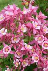 Gulley Greenhouse Aquilegia c. KIRIGAMI™ Rose & Pink 5.5 Columbine GG Gulley Greenhouse Aquilegia c. KIRIGAMI™ Rose & Pink 5.5 Columbine GG