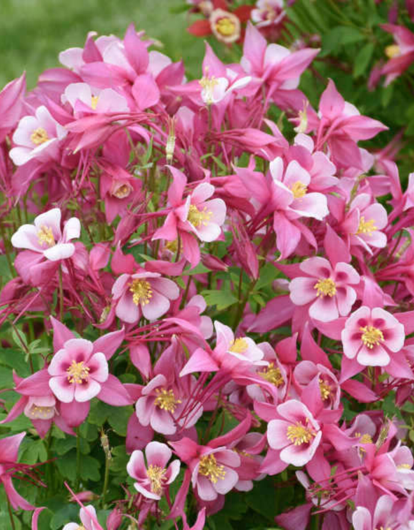 Gulley Greenhouse Aquilegia c. KIRIGAMI™ Rose & Pink 5.5 Columbine GG