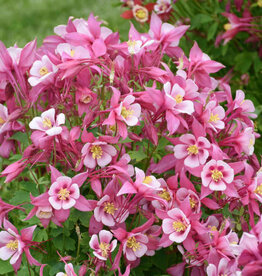 Gulley Greenhouse Aquilegia c. KIRIGAMI™ Rose & Pink 5.5 Columbine GG