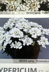 Gulley Greenhouse Iberis sempervirens 'Snowstation' #1 -  Snowstation Candytuft GG Gulley Greenhouse Iberis sempervirens 'Snowstation' #1 -  Snowstation Candytuft GG