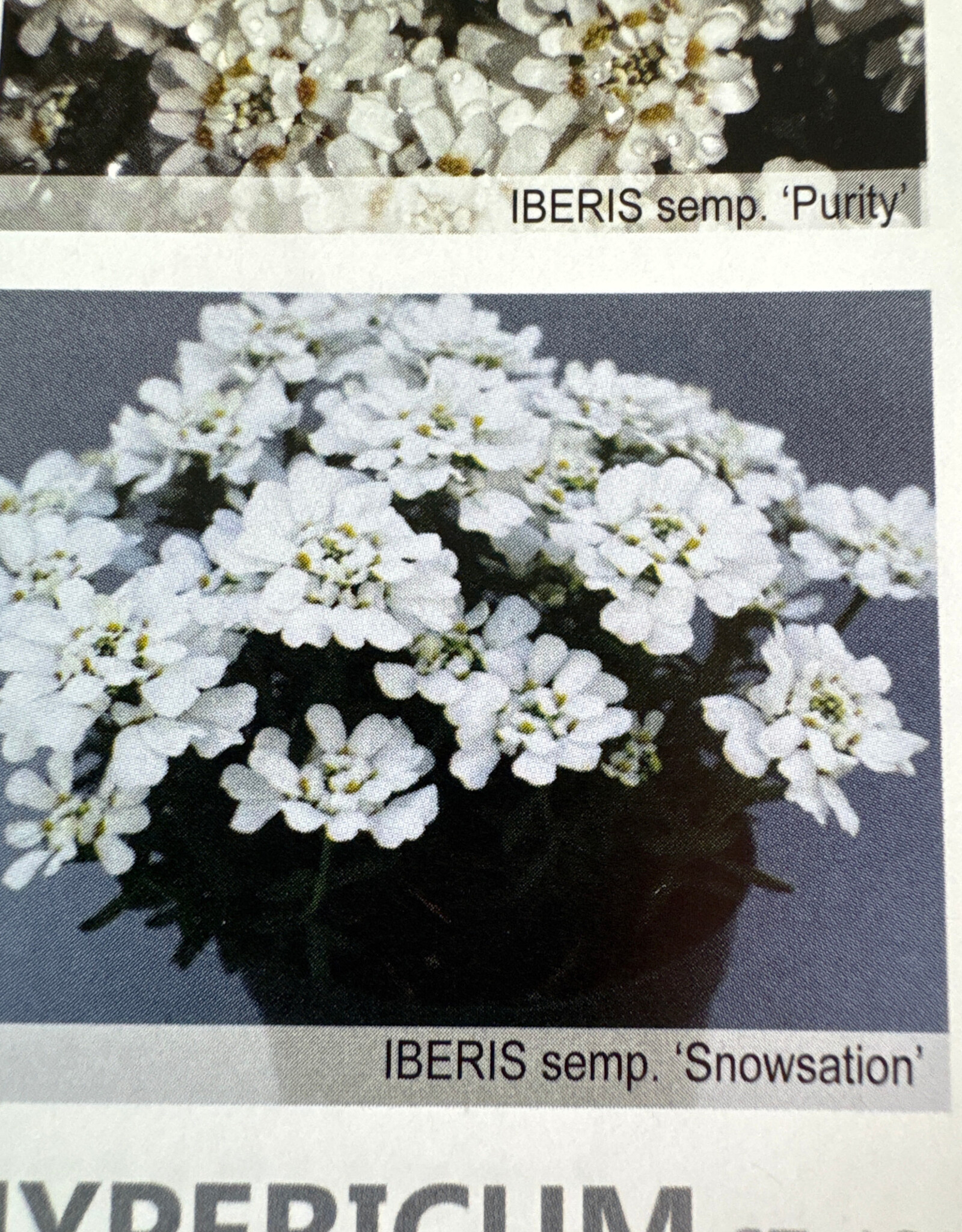 Gulley Greenhouse Iberis sempervirens 'Snowstation' #1 -  Snowstation Candytuft GG