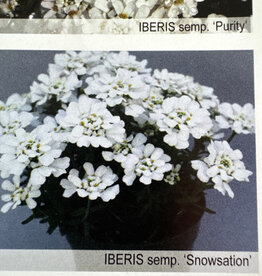 Gulley Greenhouse Iberis sempervirens 'Snowstation' #1 -  Snowstation Candytuft GG