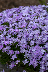 Gulley Greenhouse Phlox subulata 'Emerald Blue' 3.5in  - creeping phlox GG