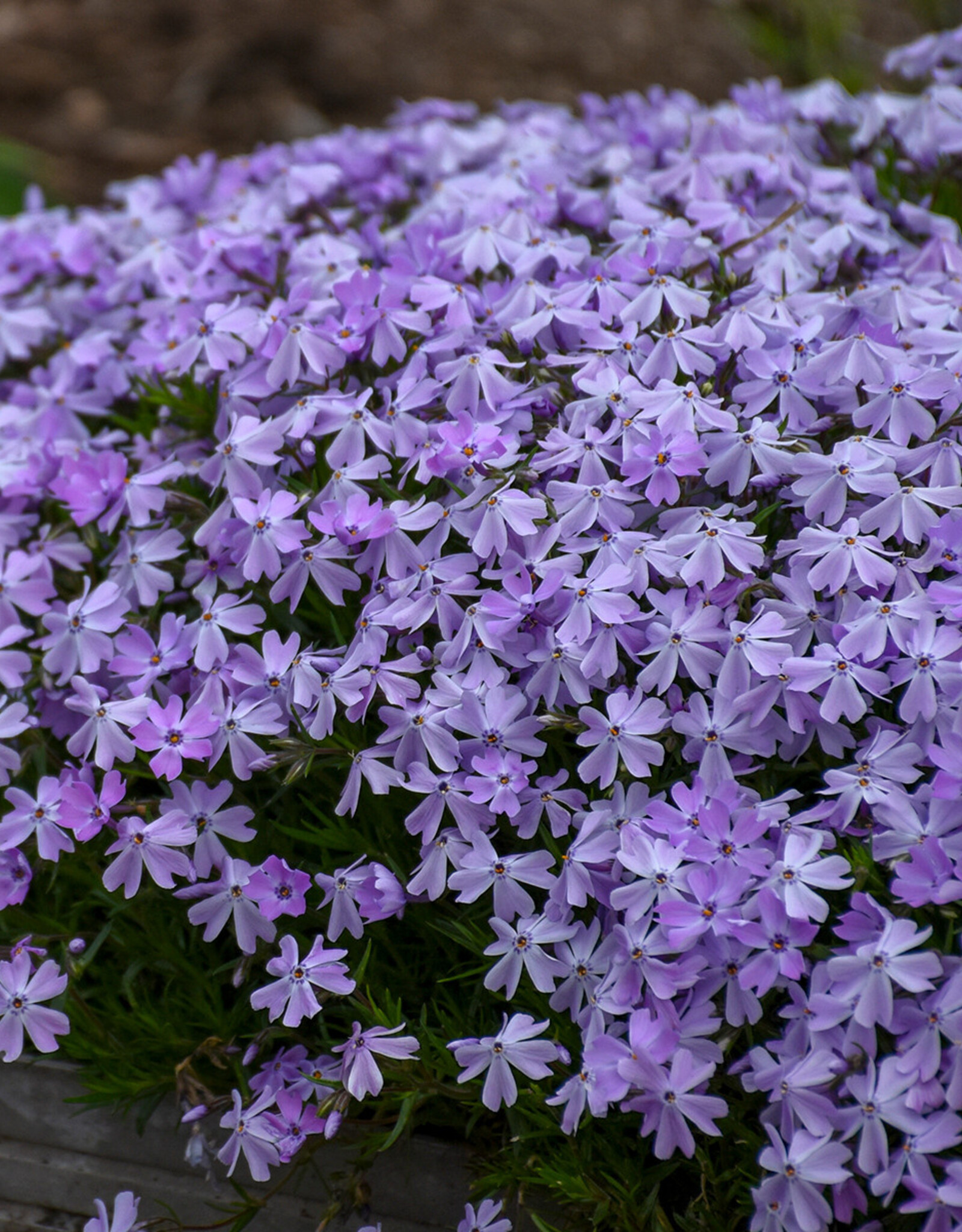 Gulley Greenhouse Phlox subulata 'Emerald Blue' 3.5in  - creeping phlox GG