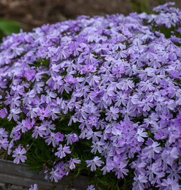 Gulley Greenhouse Phlox subulata 'Emerald Blue' 3.5in  - creeping phlox GG