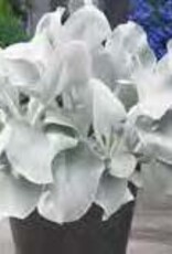 Gulley Greenhouse SENECIO ‘Angel Wings’ #1