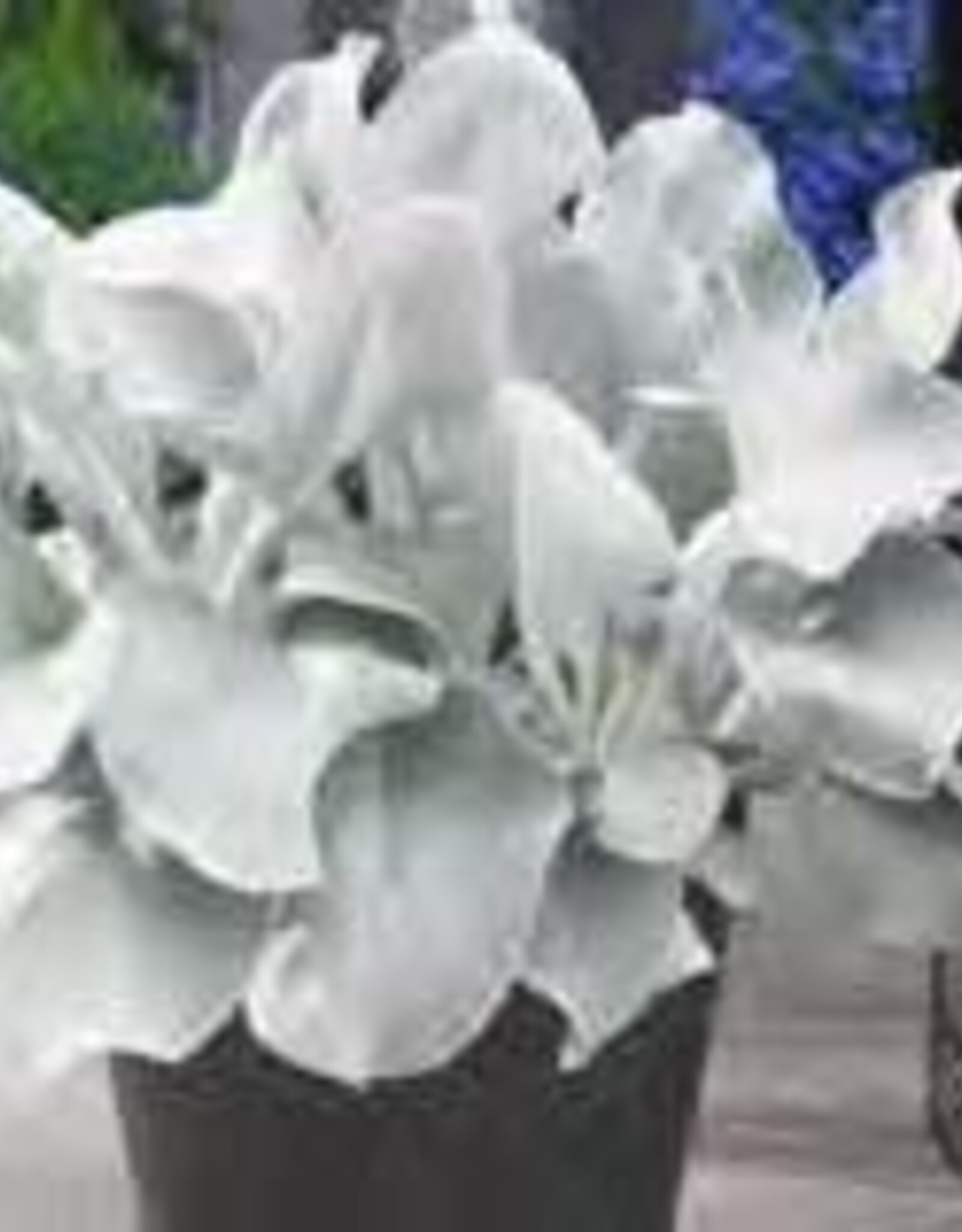 Gulley Greenhouse SENECIO ‘Angel Wings’ #1