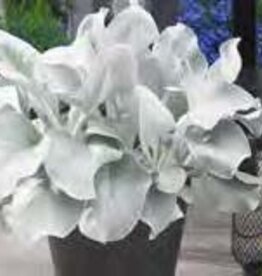 Gulley Greenhouse SENECIO ‘Angel Wings’ #1