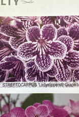 Gulley Greenhouse Streptocarpus 'Ladyslippers® Grape Ice'  6 in -Cape Primrose