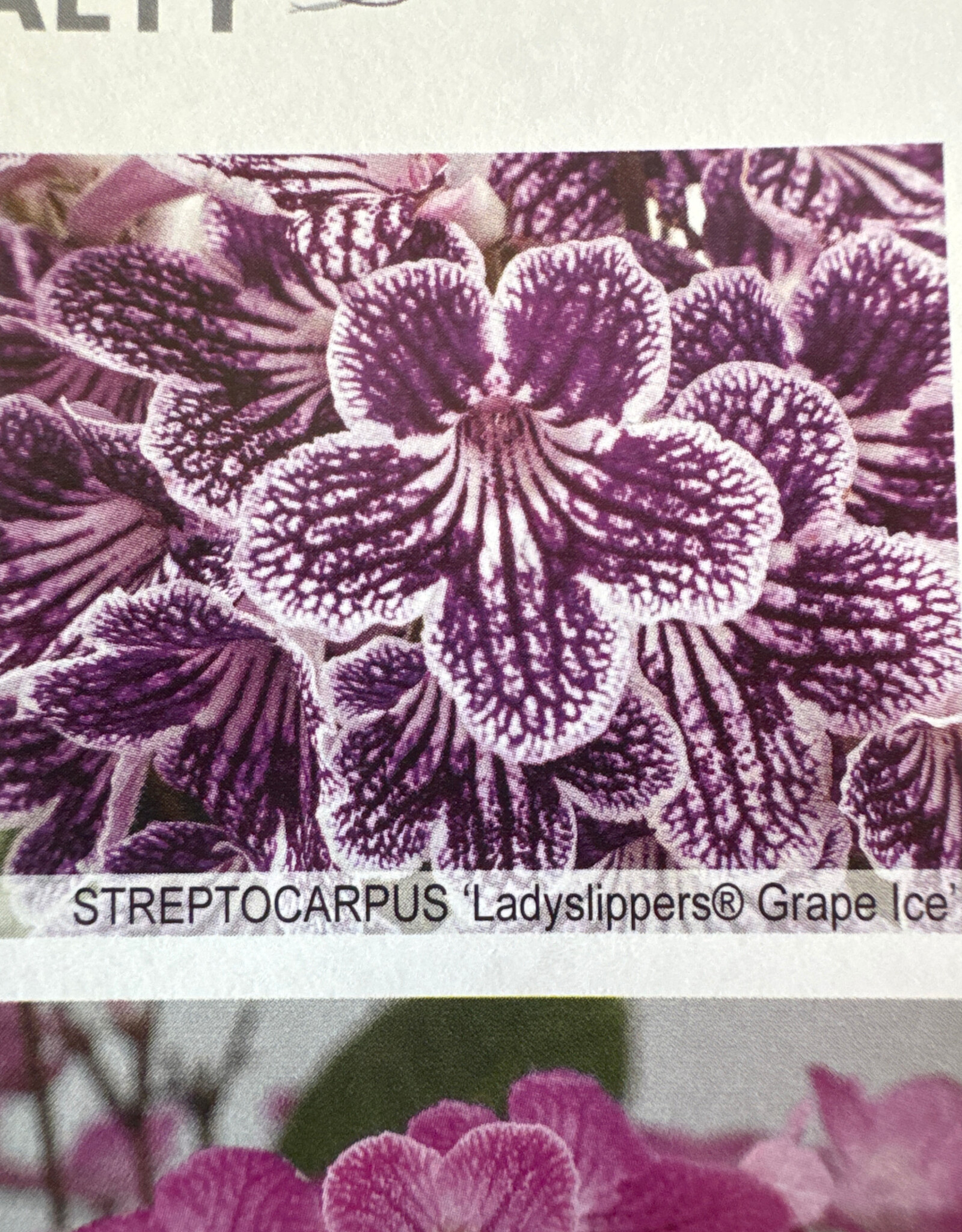 Gulley Greenhouse Streptocarpus 'Ladyslippers® Grape Ice'  6 in -Cape Primrose