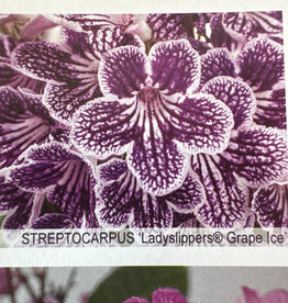 Gulley Greenhouse Streptocarpus 'Ladyslippers® Grape Ice'  6 in -Cape Primrose