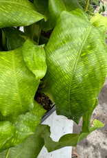 Cascade Tropicals Calathea musaica 6in  -Prayer Plant
