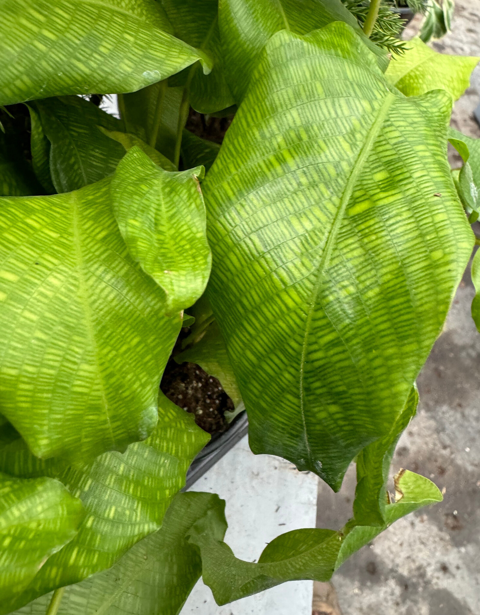 Cascade Tropicals Calathea musaica 6in  -Prayer Plant