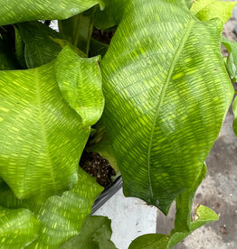 Cascade Tropicals Calathea musaica 6in  -Prayer Plant