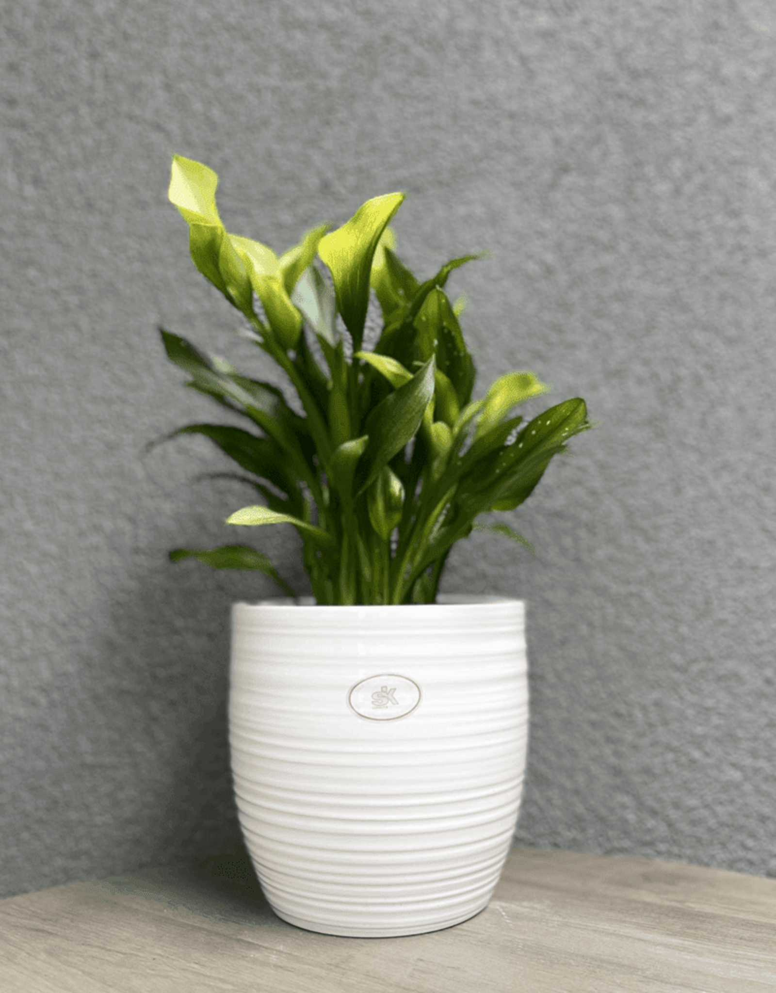 6.3" White Ceramic Bergamo Pot