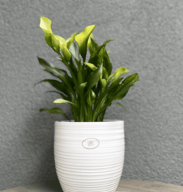 6.3" White Ceramic Bergamo Pot