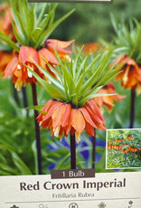 Fritillaria Rubra (Red Crown Imperial) 1 /pack