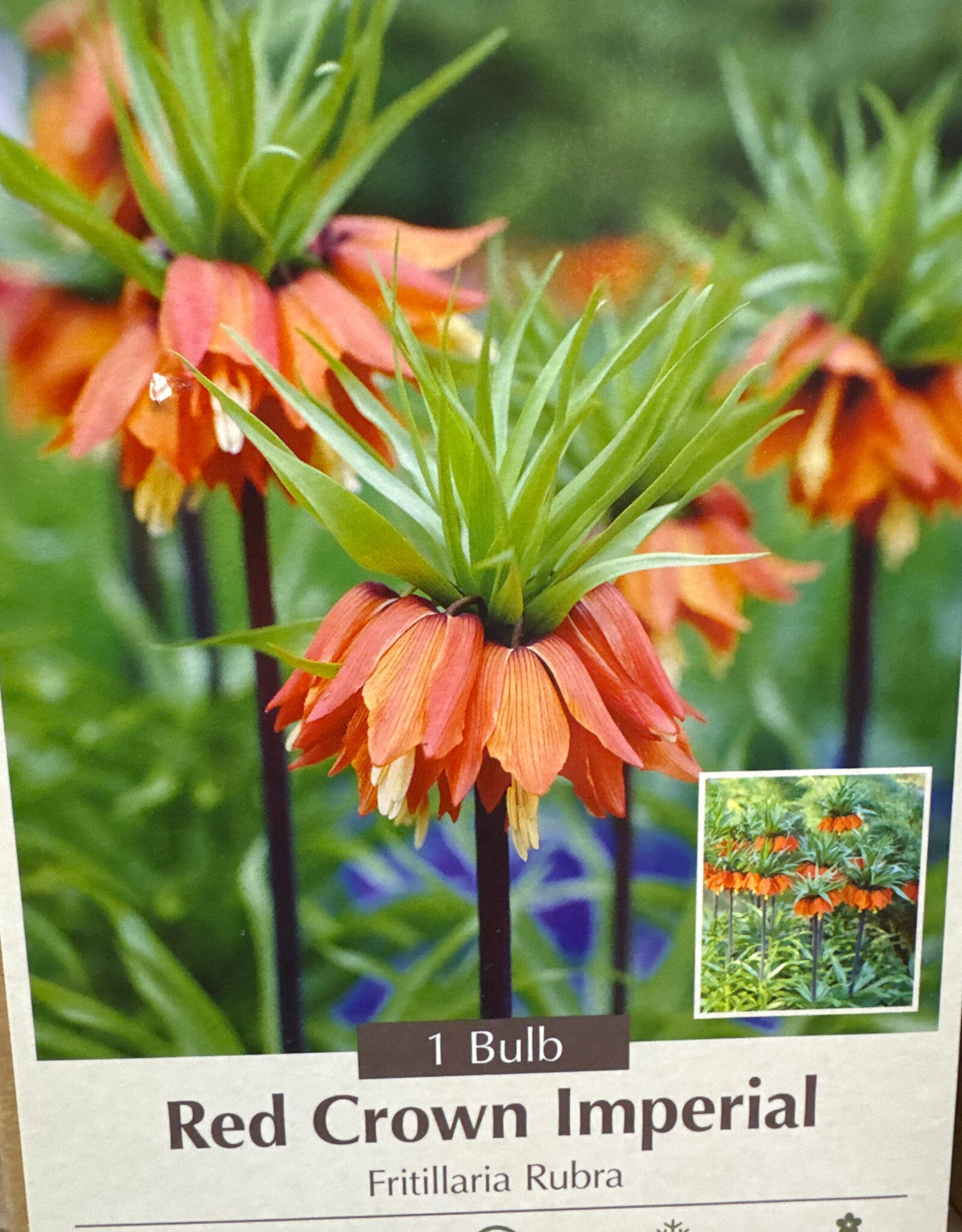 Fritillaria Rubra (Red Crown Imperial) 1 /pack