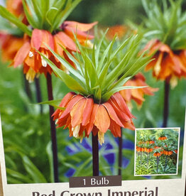 Fritillaria Rubra (Red Crown Imperial) 1 /pack
