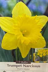 Netherland Bulb Company Narcissus Dutch Master 7 /pack