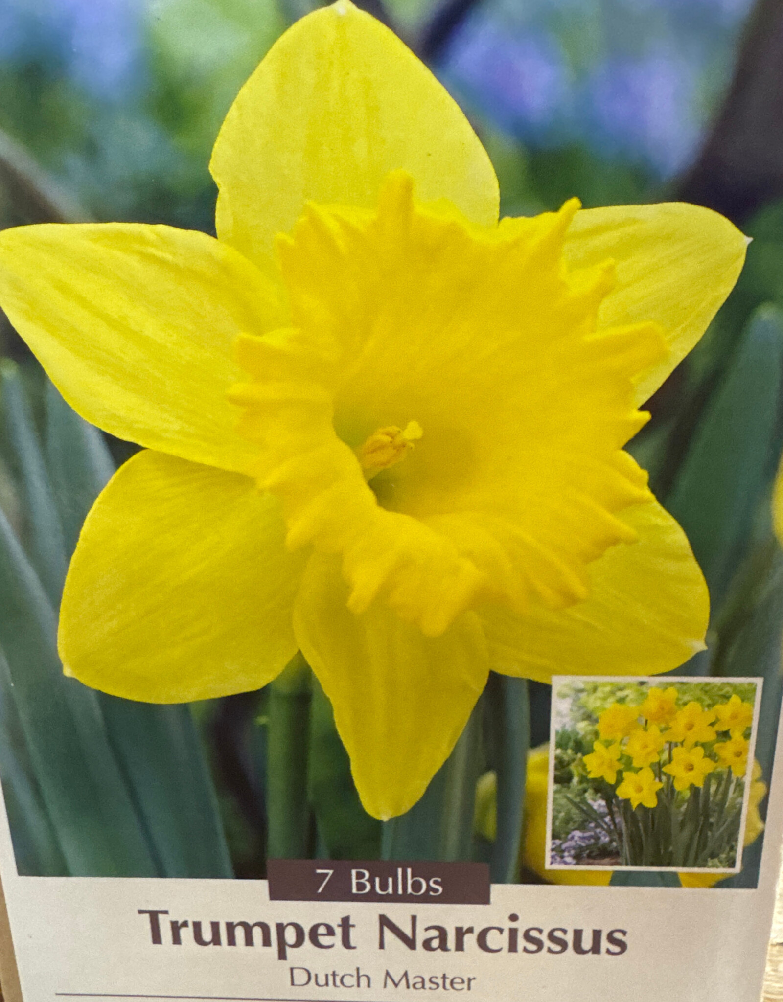Netherland Bulb Company Narcissus Dutch Master 7 /pack