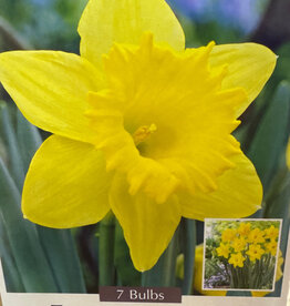 Netherland Bulb Company Narcissus Dutch Master 7 /pack