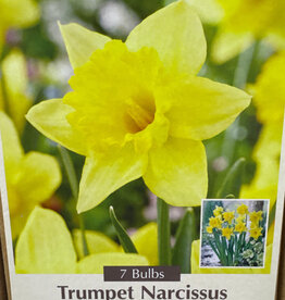 Netherland Bulb Company Narcissus Rijnvelds Early Sensation 7 /pack