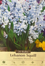 Netherland Bulb Company Puschkinia (Lebanon Squill) 20 /pack