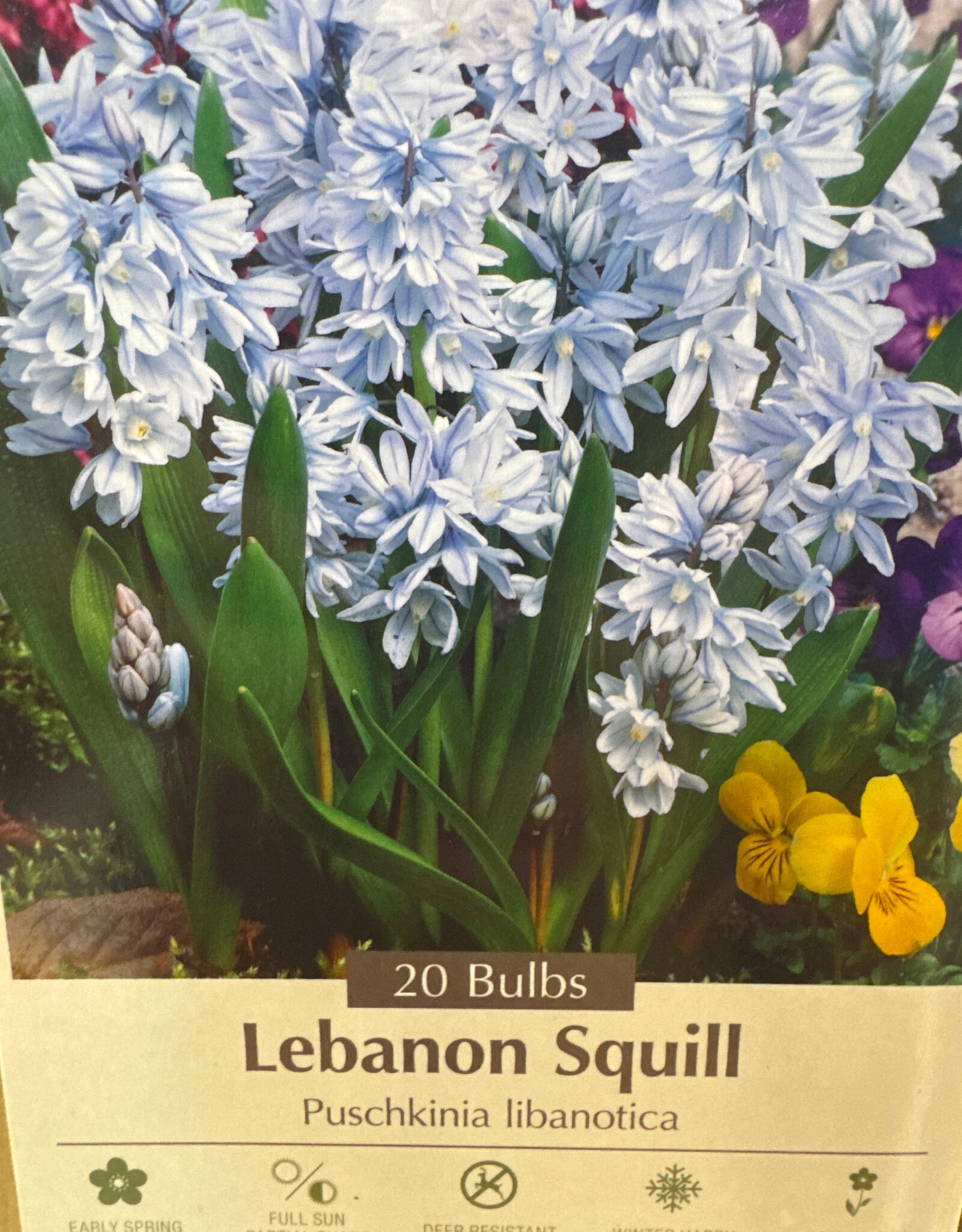 Netherland Bulb Company Puschkinia (Lebanon Squill) 20 /pack