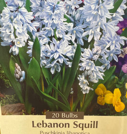 Netherland Bulb Company Puschkinia (Lebanon Squill) 20 /pack