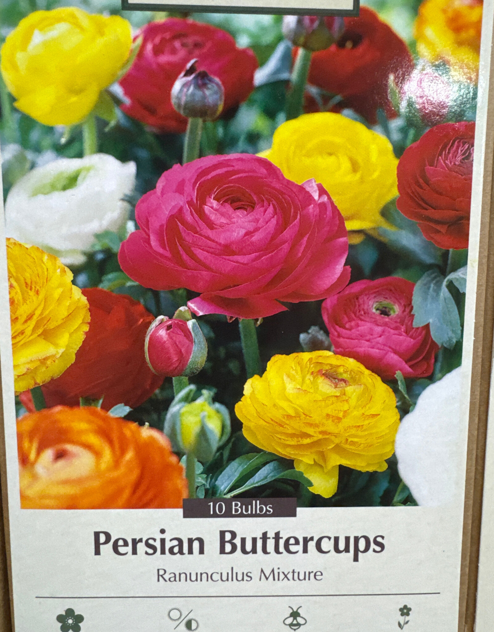Netherland Bulb Company Ranunculus Mixture 10 /pack