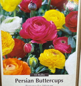 Netherland Bulb Company Ranunculus Mixture 10 /pack