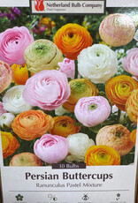 Netherland Bulb Company Ranunculus Pastel Mixture 10 /pack