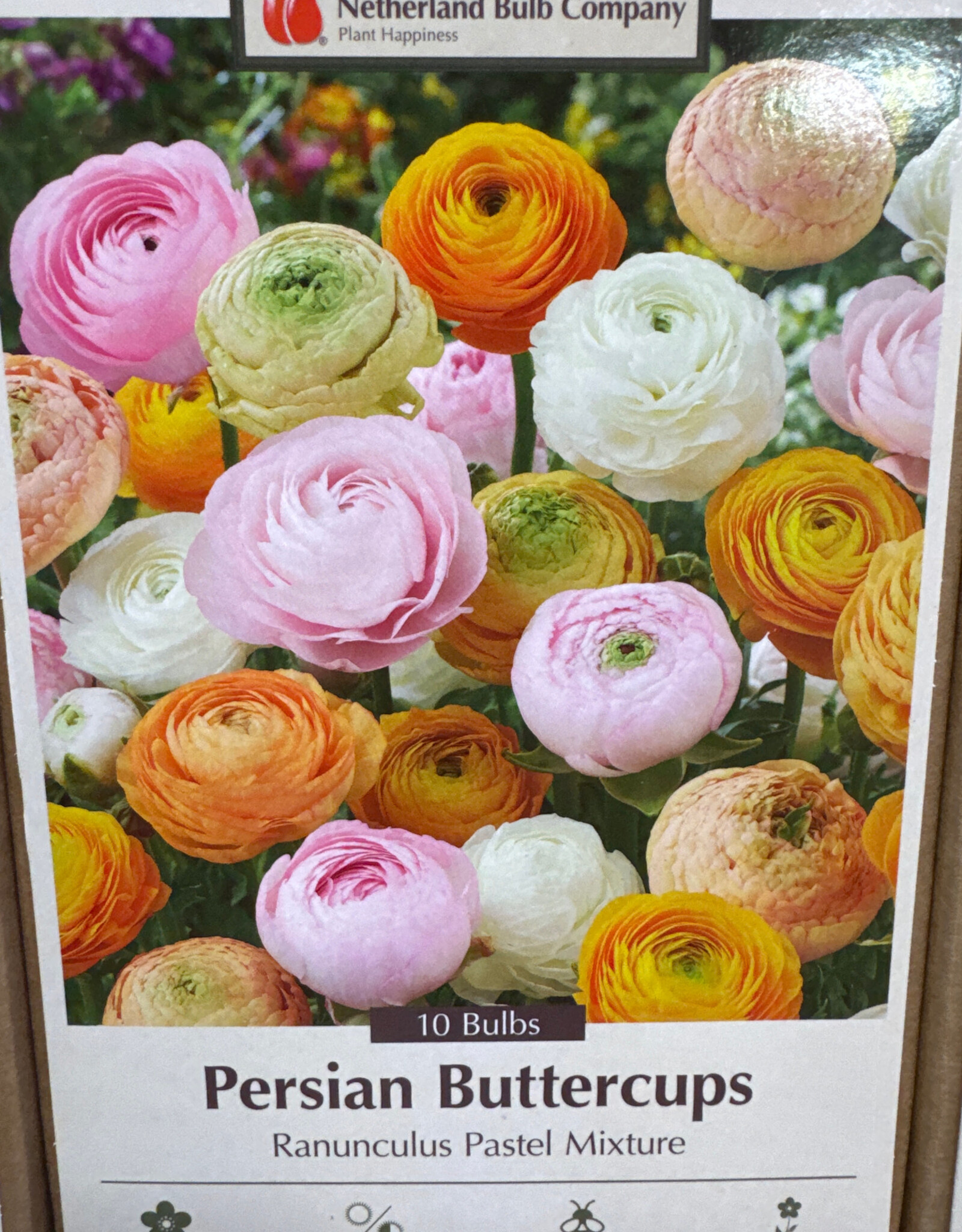 Netherland Bulb Company Ranunculus Pastel Mixture 10 /pack