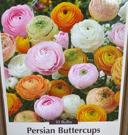 Netherland Bulb Company Ranunculus Pastel Mixture 10 /pack