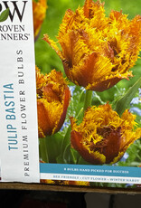 Netherland Bulb Company Tulip Bastia 8 /pack