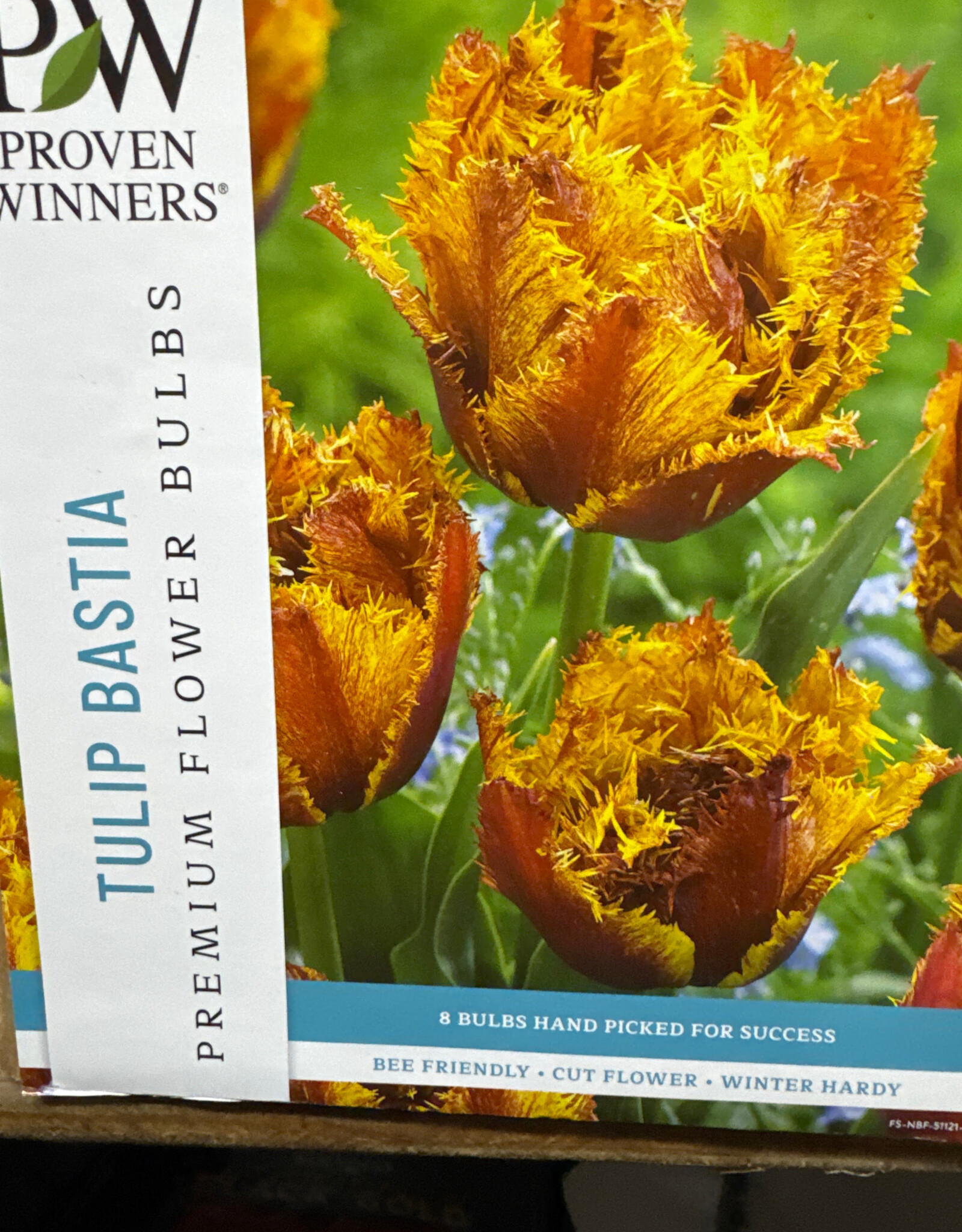Netherland Bulb Company Tulip Bastia 8 /pack