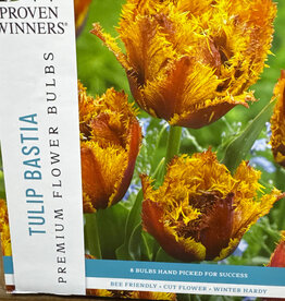 Netherland Bulb Company Tulip Bastia 8 /pack