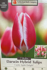 Netherland Bulb Company Tulip Candy Apple Delight 7 /pack
