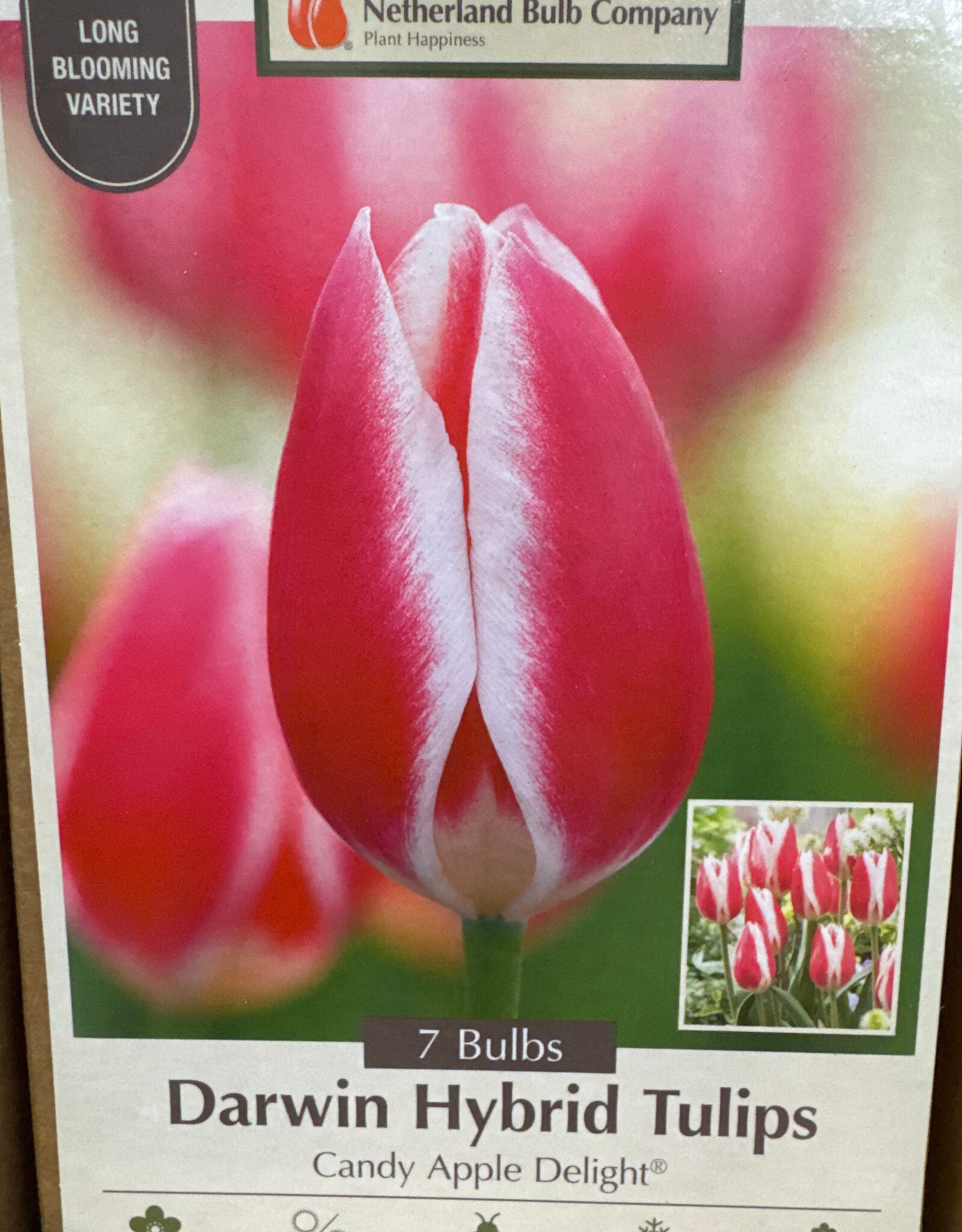 Netherland Bulb Company Tulip Candy Apple Delight 7 /pack