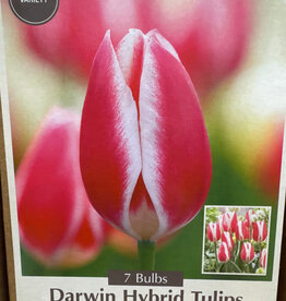 Netherland Bulb Company Tulip Candy Apple Delight 7 /pack