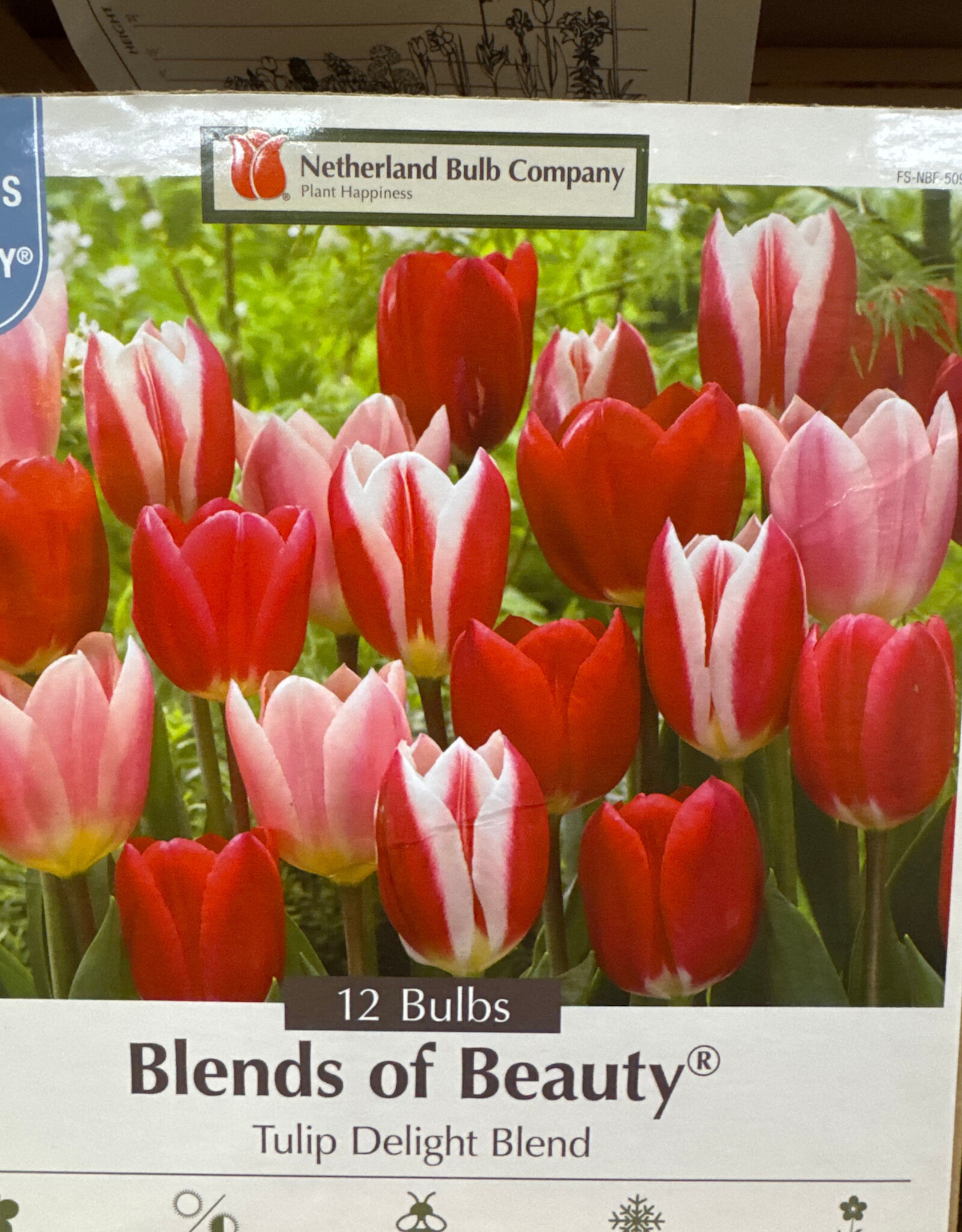 Netherland Bulb Company Tulip Delight Blend 12 /pack
