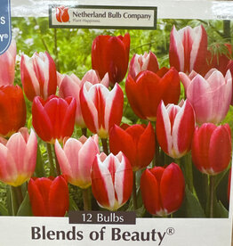 Netherland Bulb Company Tulip Delight Blend 12 /pack