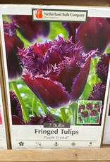 Tulip Purple Crystal 7 /pack