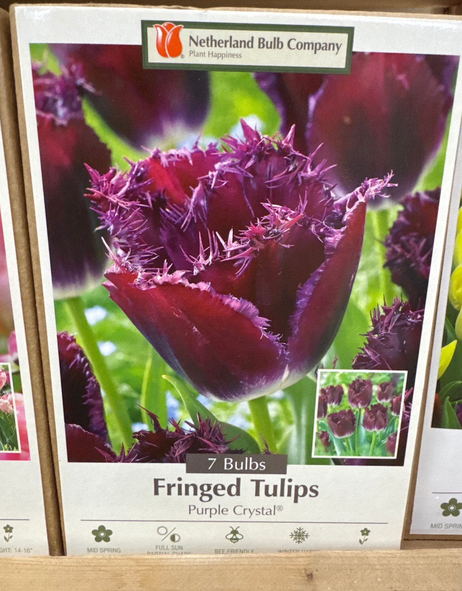 Tulip Purple Crystal 7 /pack