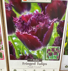 Tulip Purple Crystal 7 /pack
